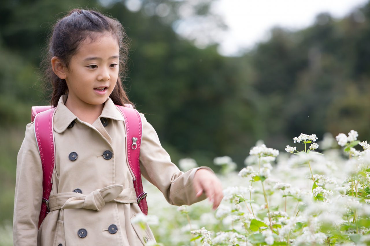 真っ白なそばの花畑に映える フジタのお子さまにやさしいランドセル 山形県天童市のそば畑 ランドセルのフジタ